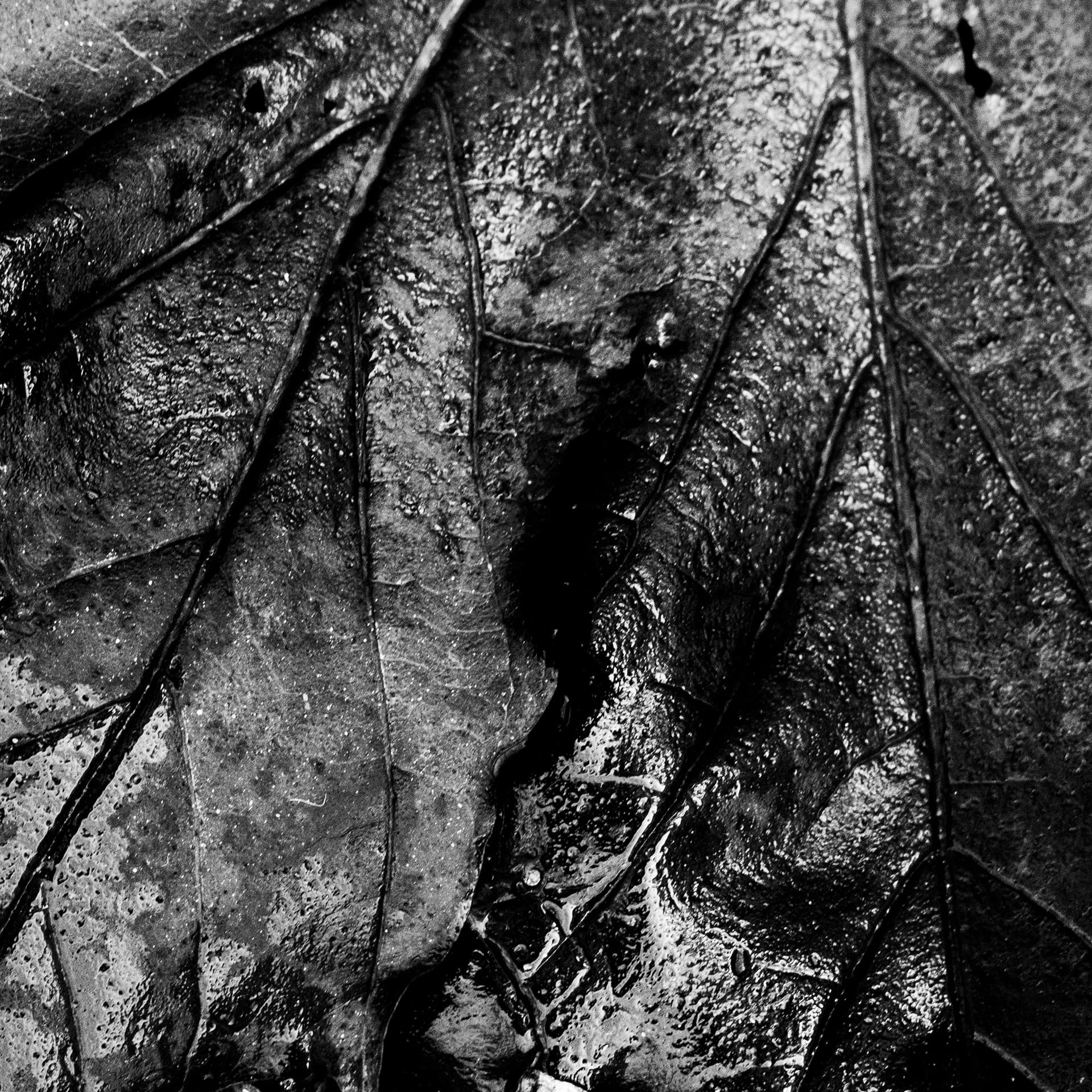Fine-Art 160