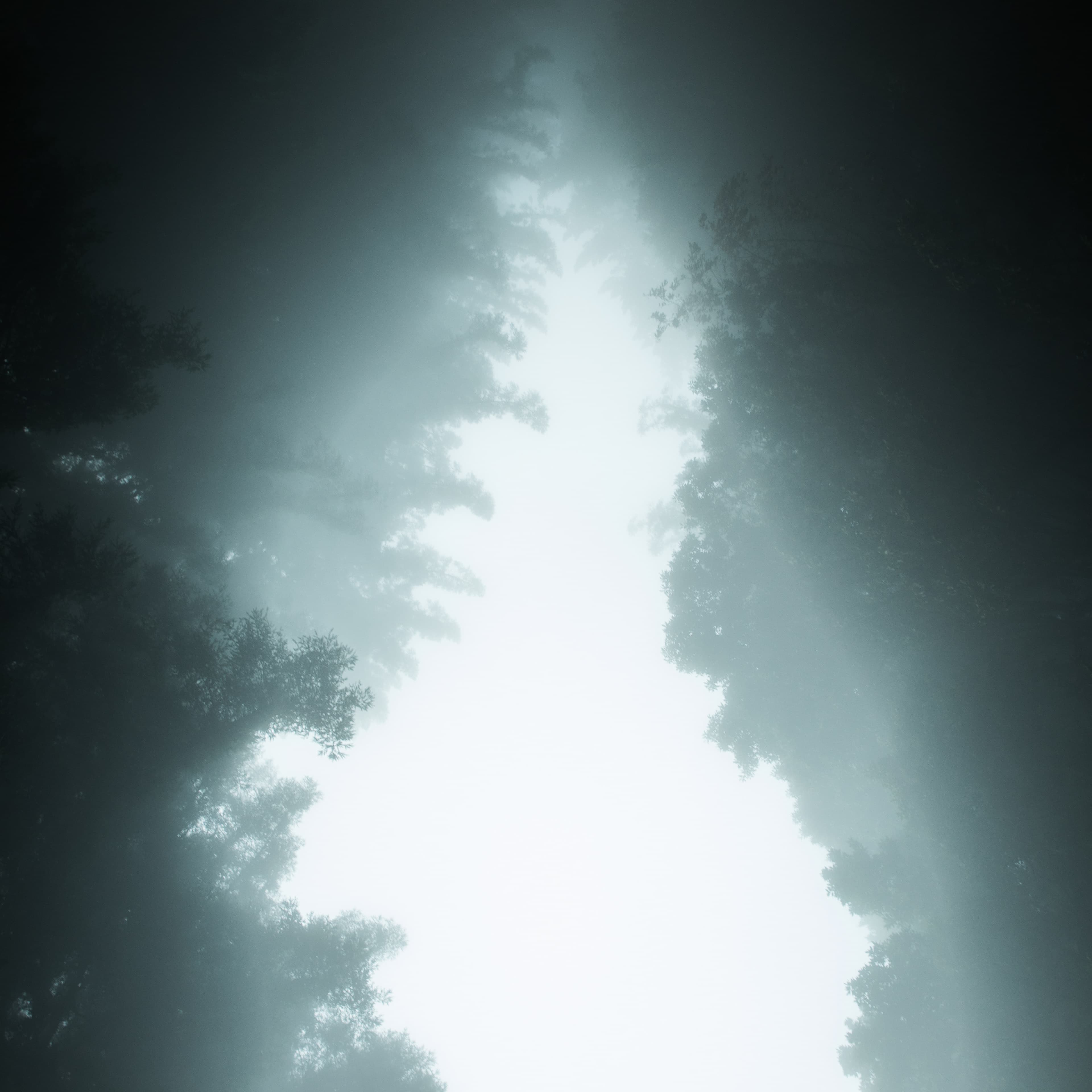 Fine-Art 79
