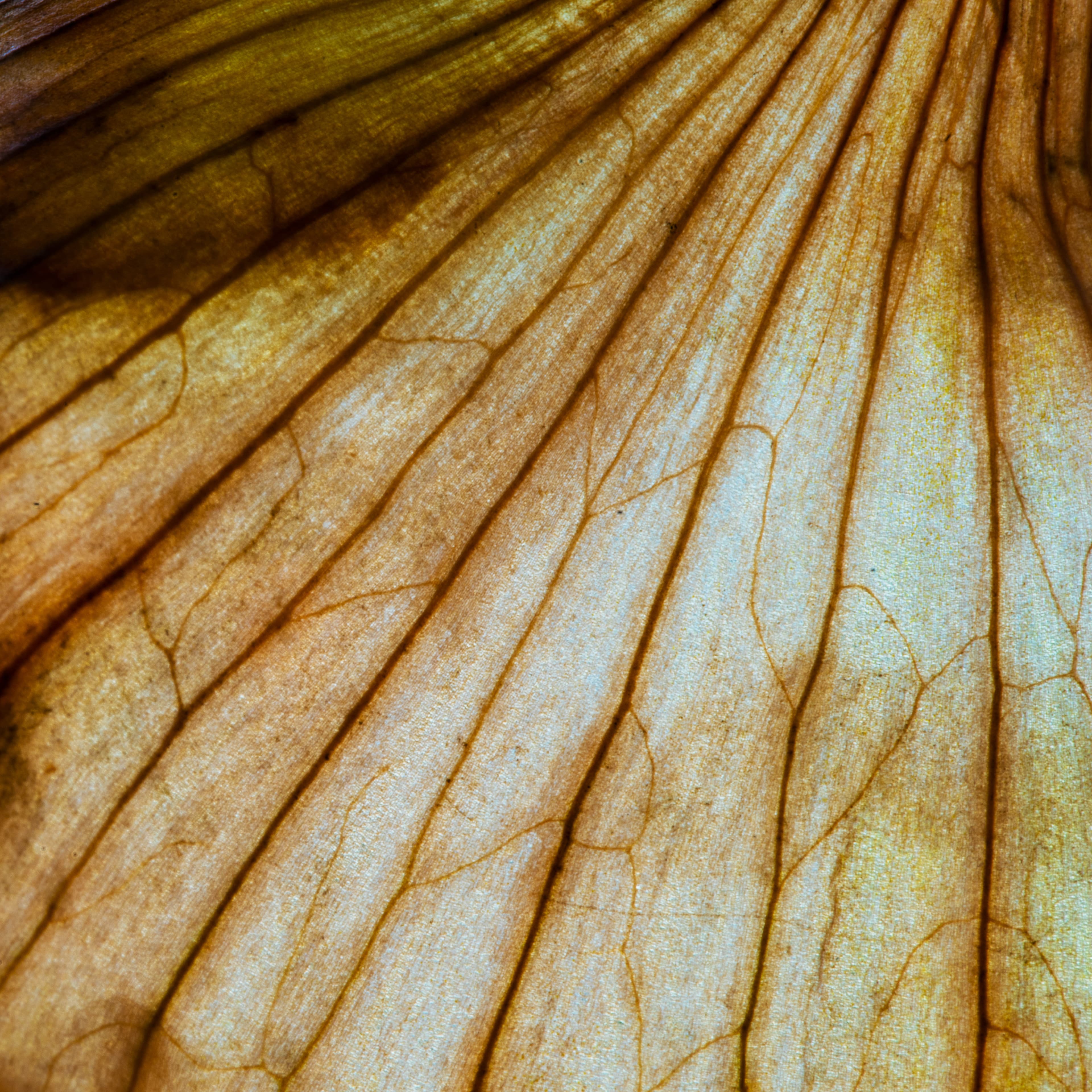 Fine-Art 198