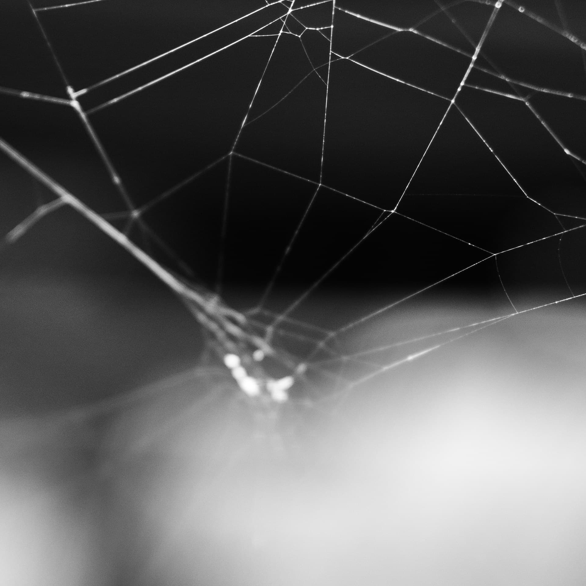 Fine-Art 257