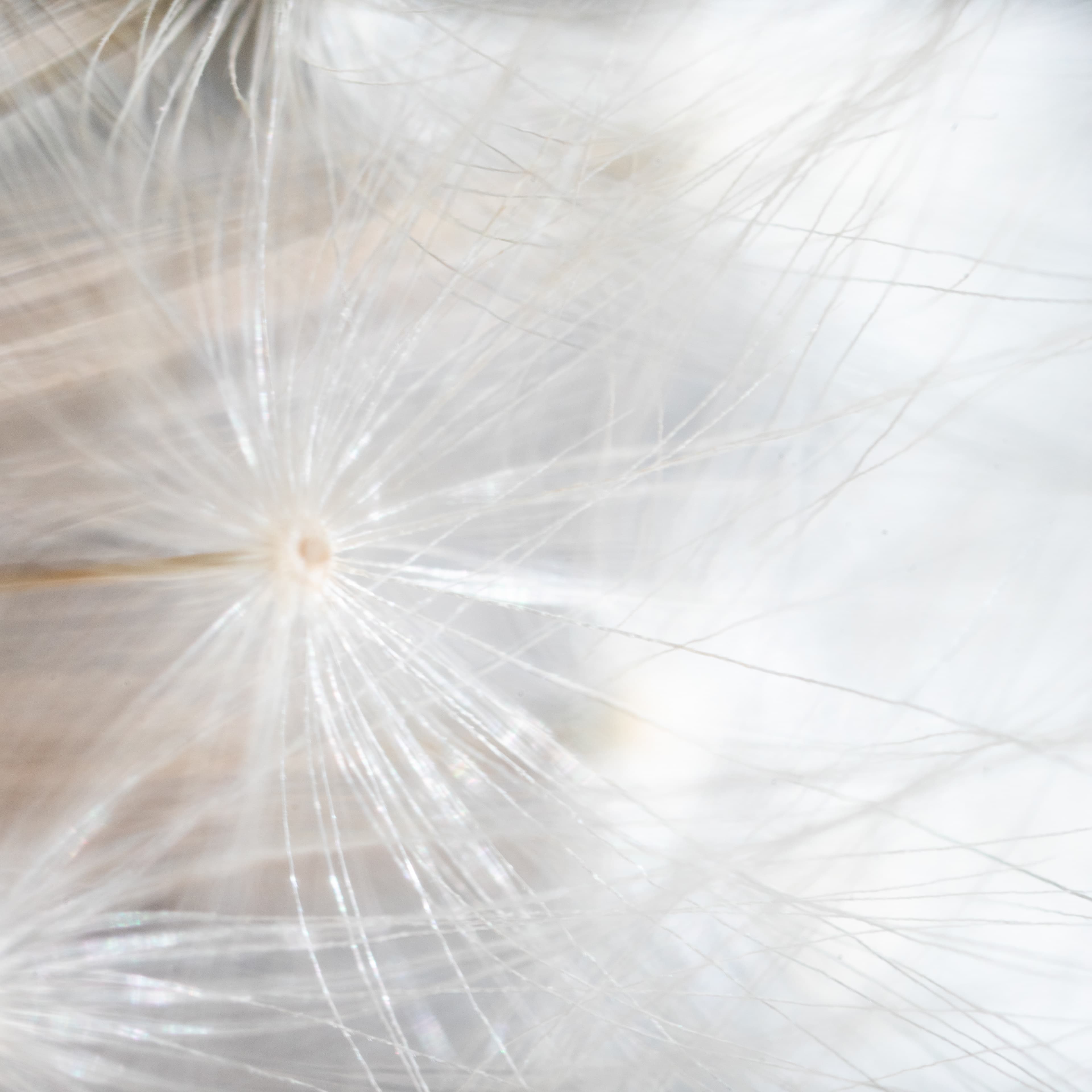 Fine-Art 267
